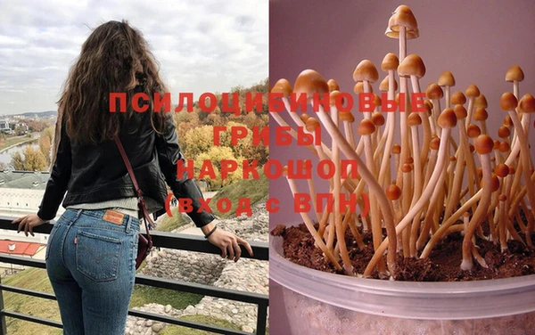 шишки Магас